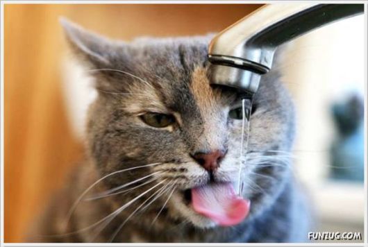 Funny Cool Pictures Collection