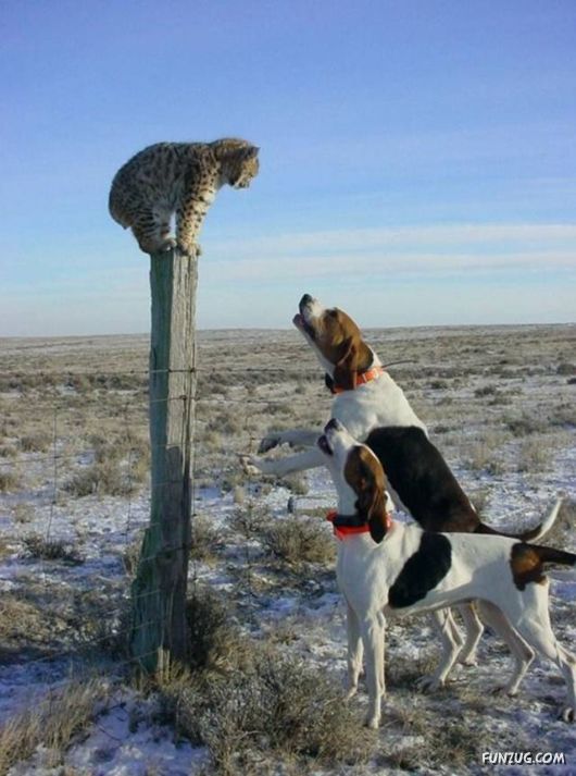 Funny Pix for Fun Lovers