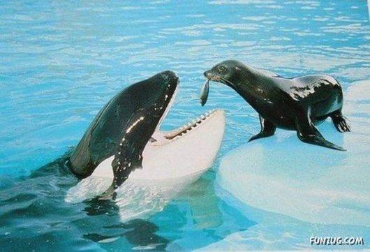 Funny Pix for Fun Lovers