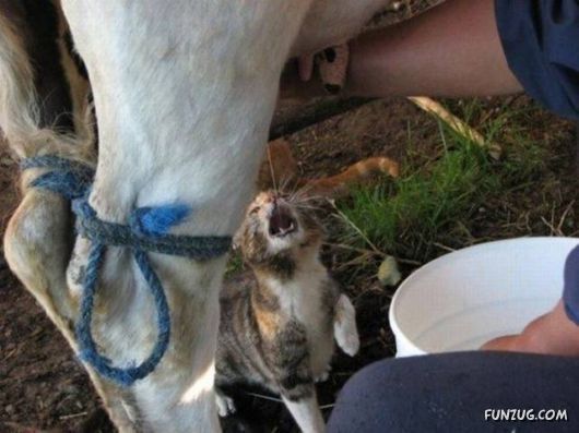 Funny Pix for Fun Lovers