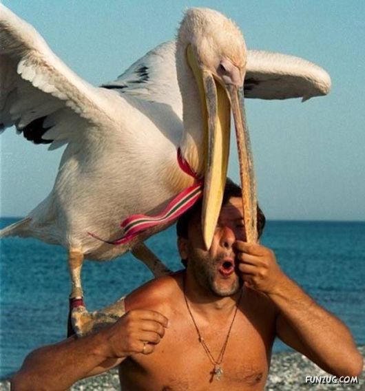 Funny Pix for Fun Lovers