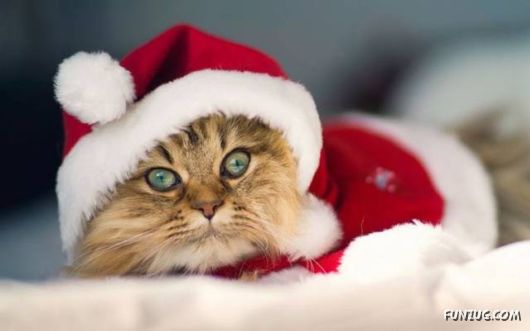 Funny Pix for Fun Lovers