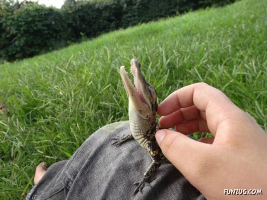 Funny Pix for Fun Lovers