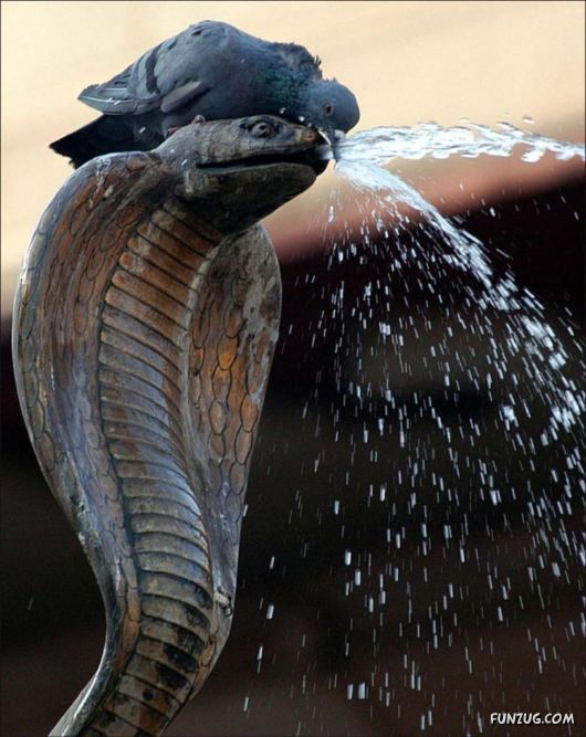 Just For Fun Pictures From India