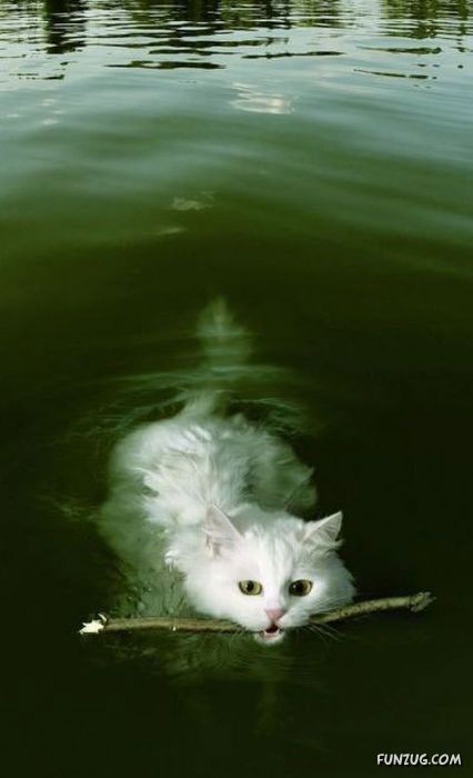 When Laughter Cant Be Avoided