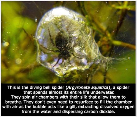 Very Interesting Scientific Facts 