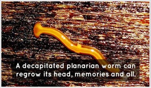 Very Interesting Scientific Facts 