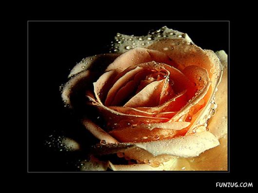 A Lovely Present For You