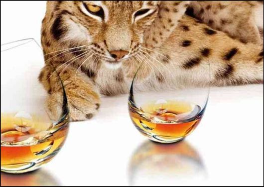 Some Cool Drinking Glasses