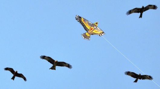 The Kite Festival Of India