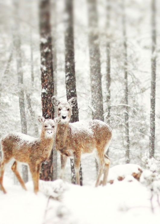 Breathtaking Photos Of Winter Landscapes