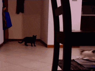 Cats - Nature's Most Amazing Acrobats