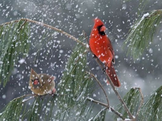 The Harsh Winter Season