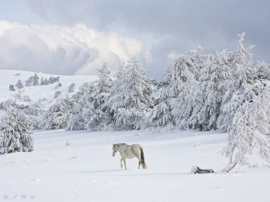 The Harsh Winter Season