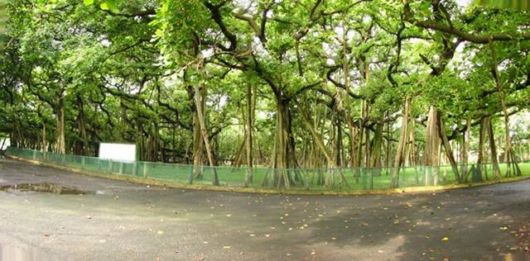 The Great Indian Banyan Tree
