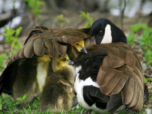 Love The Mother Nature