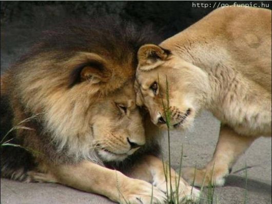 Love The Mother Nature