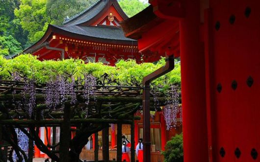 A Beautiful Nature - Wisteria