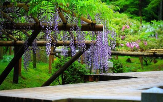 A Beautiful Nature - Wisteria