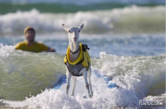 Crazy Goat Likes Surfing