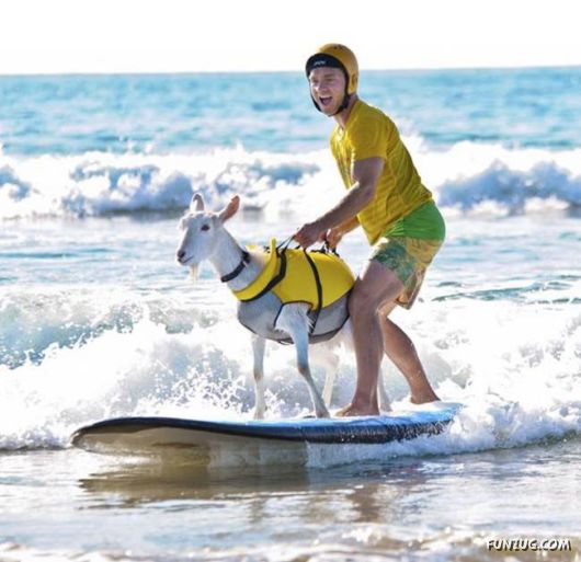 Crazy Goat Likes Surfing