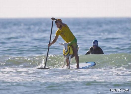 Crazy Goat Likes Surfing