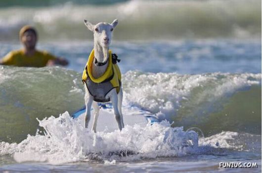 Crazy Goat Likes Surfing