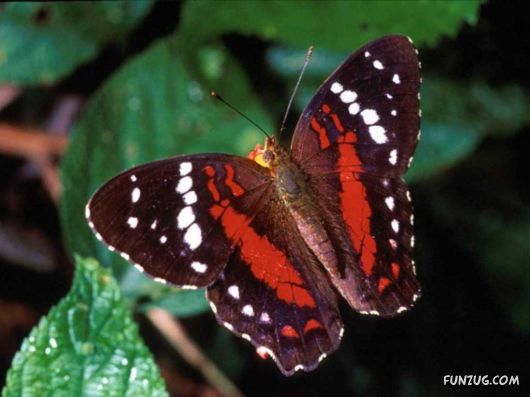 Beautiful Butterfly Wallpapers