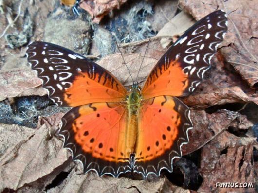 Beautiful Butterfly Wallpapers