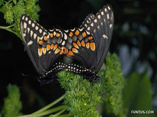 Beautiful Butterfly Wallpapers