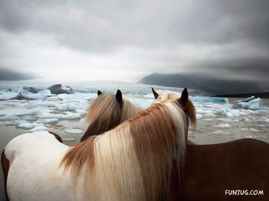 Click to Enlarge - Beautiful Horses Wallpapers