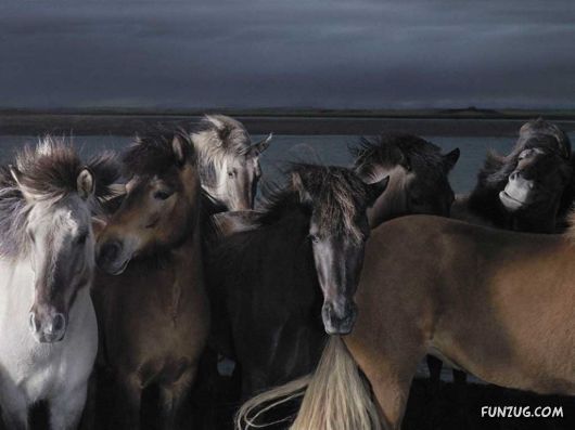 Click to Enlarge - Beautiful Horses Wallpapers