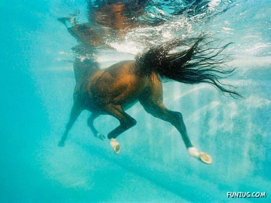 Click to Enlarge - Beautiful Horses Wallpapers