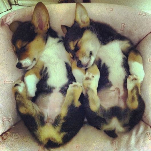 Animal Twins That Are Tough To Tell Apart 