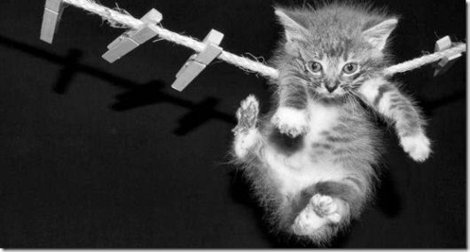 Cute Little Baby Animals