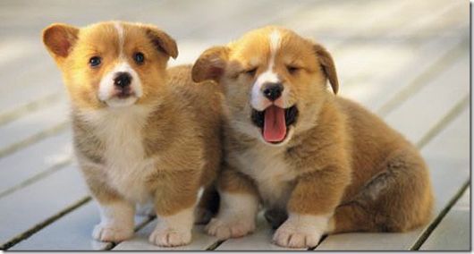 Cute Little Baby Animals