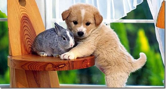 Cute Little Baby Animals