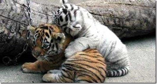 Cute Little Baby Animals