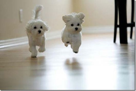 Cute Little Baby Animals