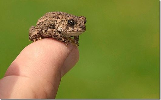 Cute Little Baby Animals