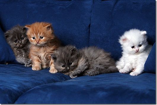 Cute Little Baby Animals