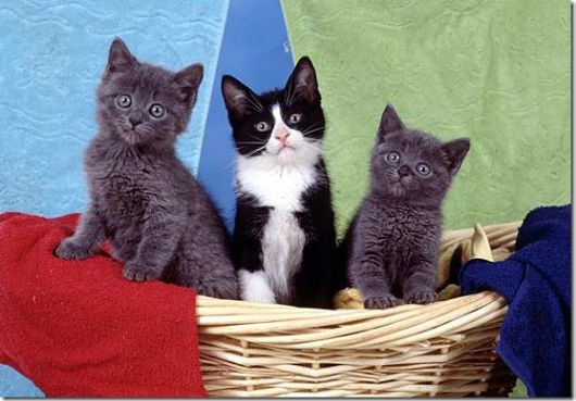 Cute Little Baby Animals