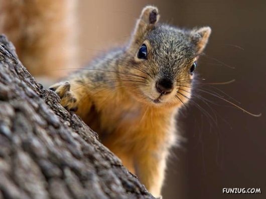 Cutest Squirrels Excellent Photography