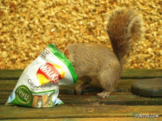 Cutest Squirrels Excellent Photography