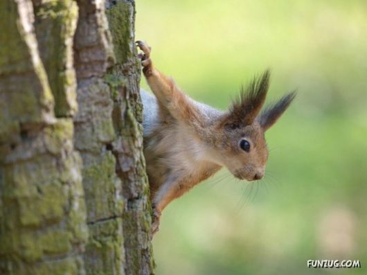 Cutest Squirrels Excellent Photography