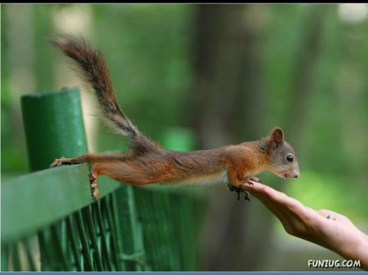 Cutest Squirrels Excellent Photography
