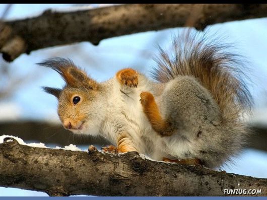 Cutest Squirrels Excellent Photography