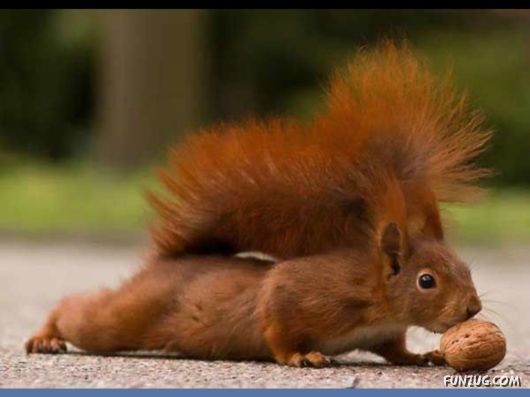 Cutest Squirrels Excellent Photography