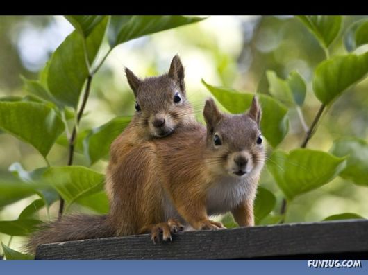 Cutest Squirrels Excellent Photography