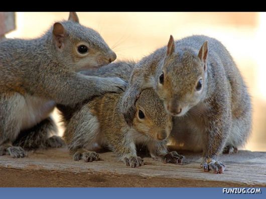 Cutest Squirrels Excellent Photography